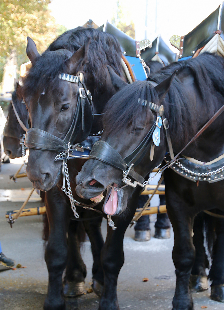 Hast du schon gehört, in 3 Tagen ist Oktoberfest Anstich!