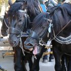 Hast du schon gehört, in 3 Tagen ist Oktoberfest Anstich!