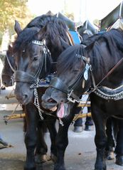 Hast du schon gehört, in 3 Tagen ist Oktoberfest Anstich!