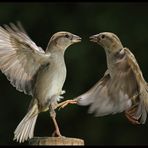 Hast Du schon gehört,......was? Du bist ausgestopft......Neiiin!