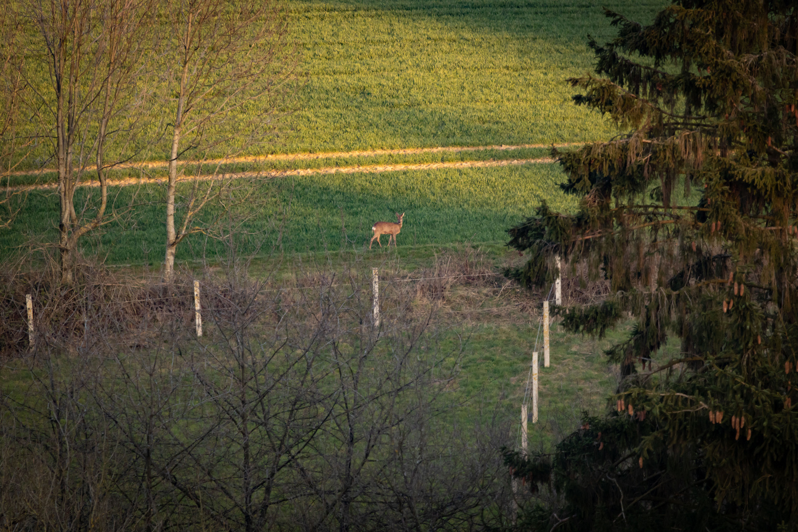 Hast Du Tipps für mich? Auf der Suche nach dem Wild