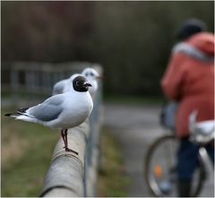 Hast du uns was mitgebracht?