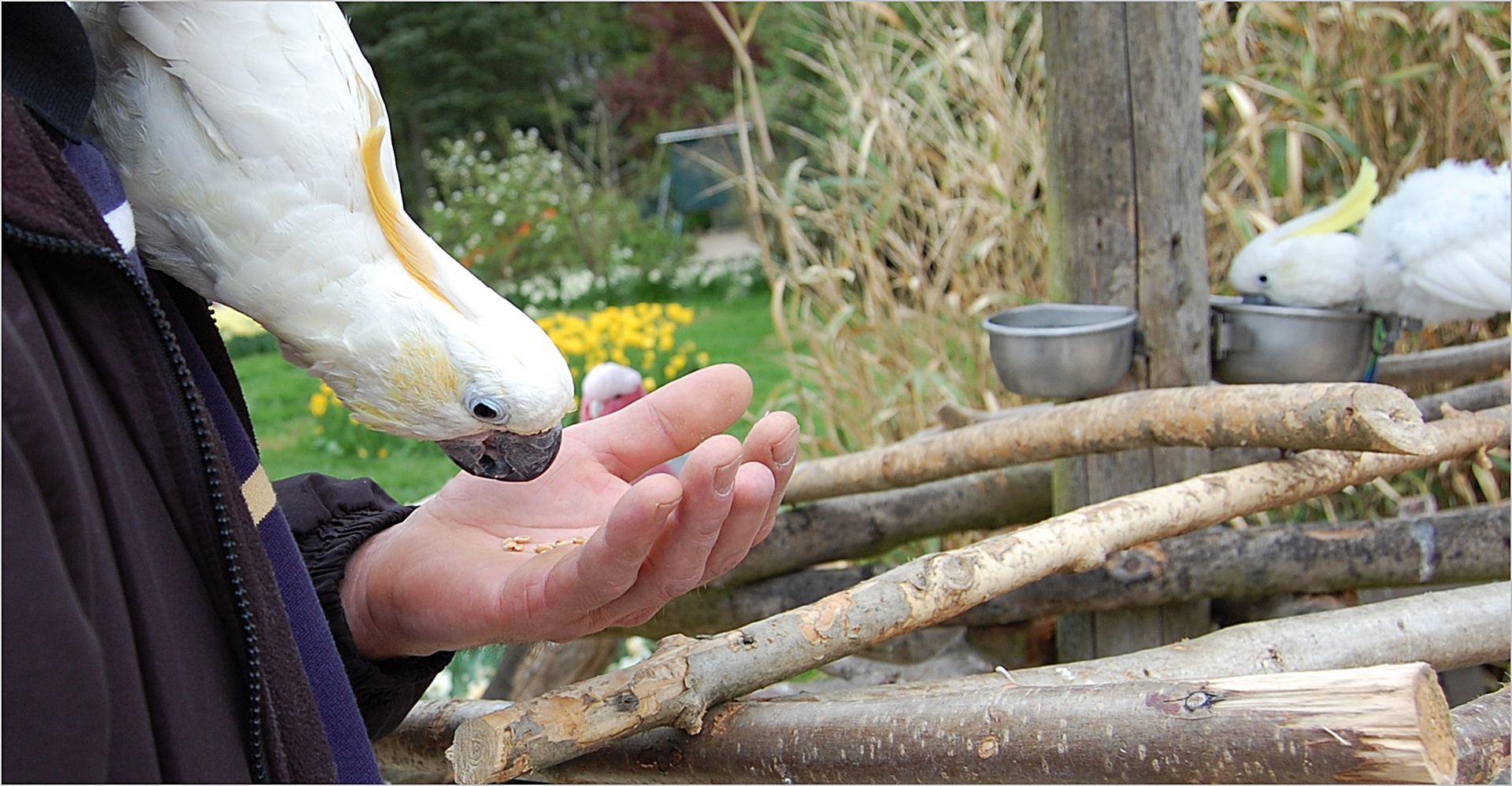 Hast du´n Vogel, lass ihn fliegen ...