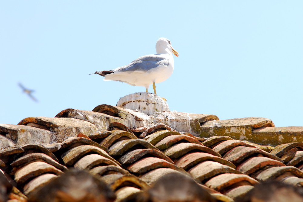 Hast ein Vogel??