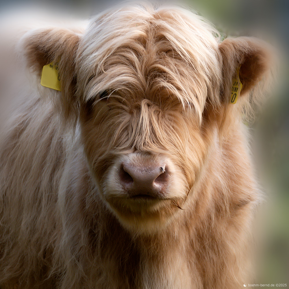 Hast mi vergessen?