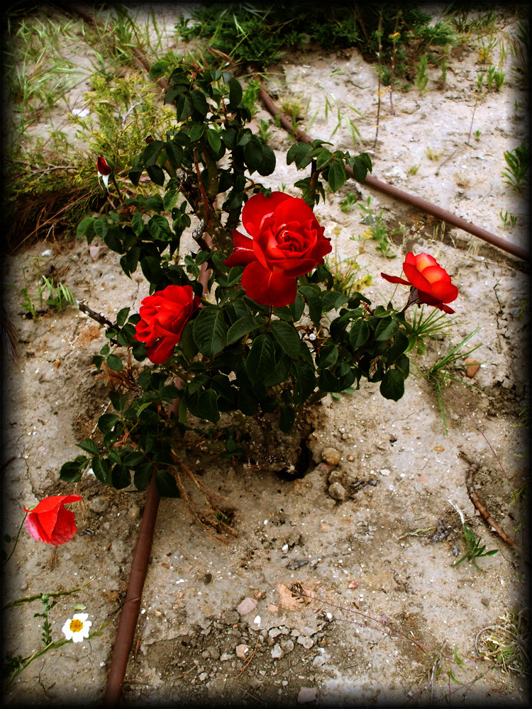 Hasta en el sitio más inesperado nacen las flores más bellas