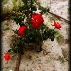 Hasta en el sitio más inesperado nacen las flores más bellas