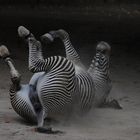 Haste' deine 5 Minuten? - Zebra im Zoo.