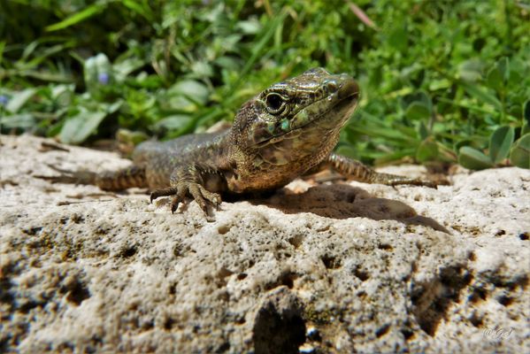 Haste einen kleinen Happen für mich...