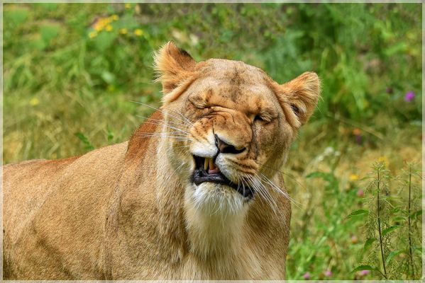 Haste mal ein Taschentuch.....