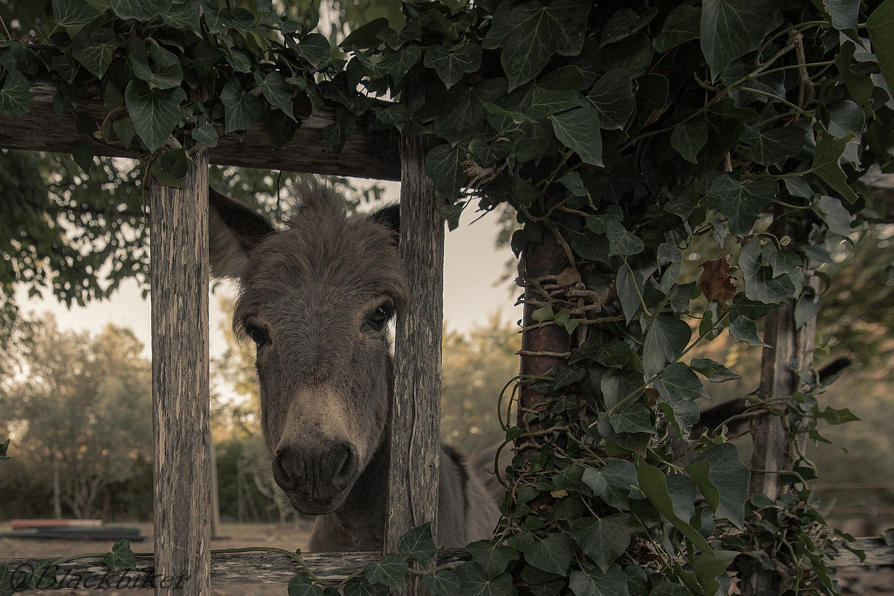 Haste mal eine Möhre