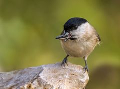 "HASTE MAL FEUER .....BABY"