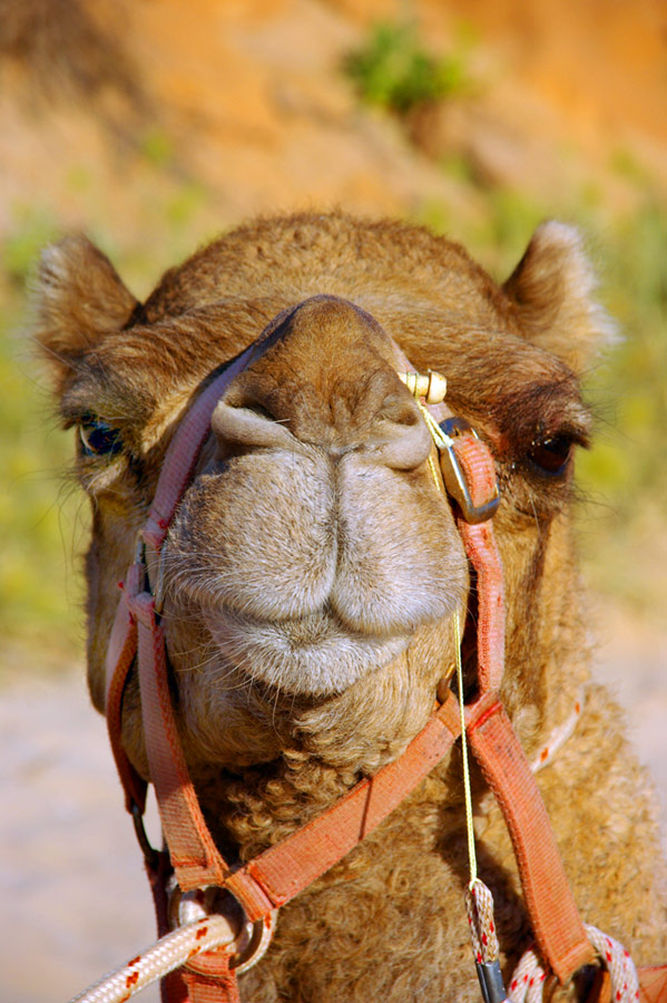 Haste mal ne Camel?