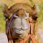 Haste mal ne Camel?