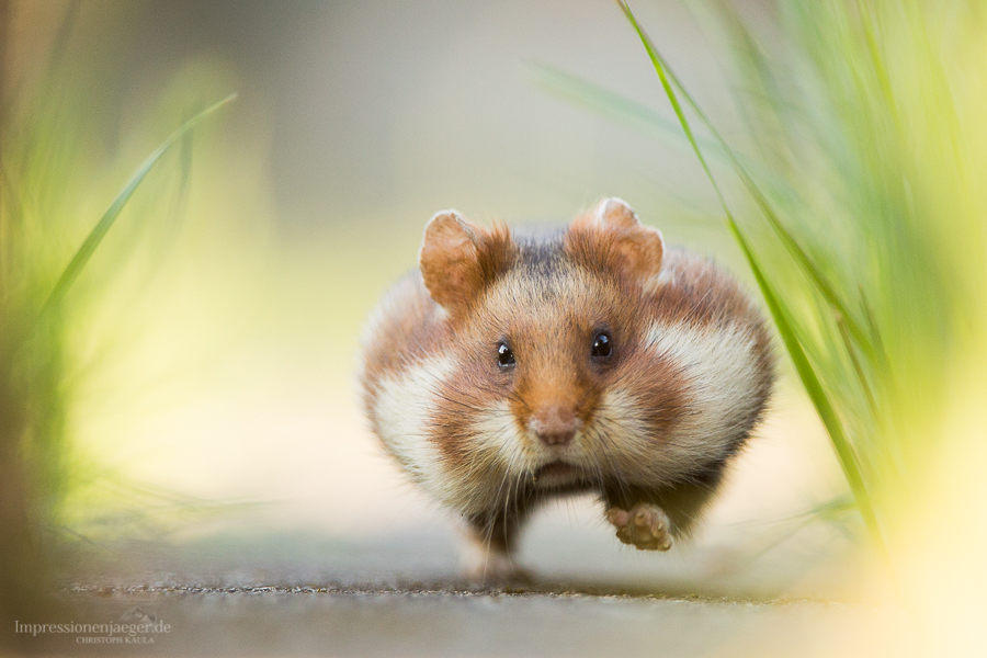 Hastiger Hamster Foto & Bild | natur, nagetier, tier Bilder auf  fotocommunity