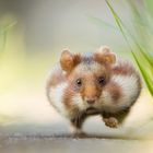 Hastiger Hamster