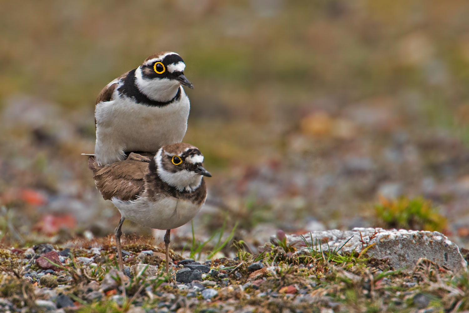 "Hat alles geklappt ?" Foto & Bild tiere, wildlife, vögel Bilder auf