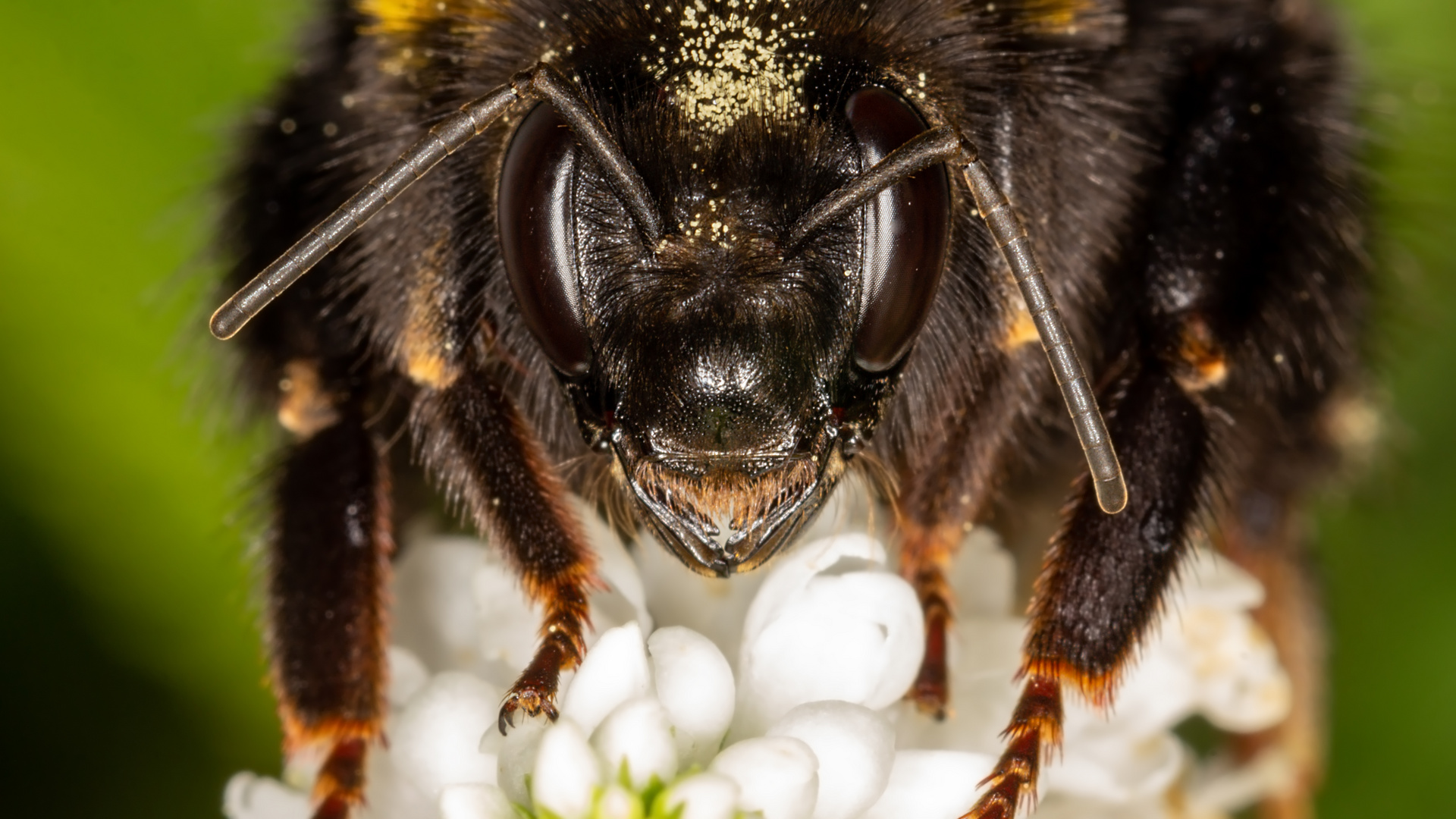 Hat das Blümchen einen Knick - war die Hummel wohl zu dick