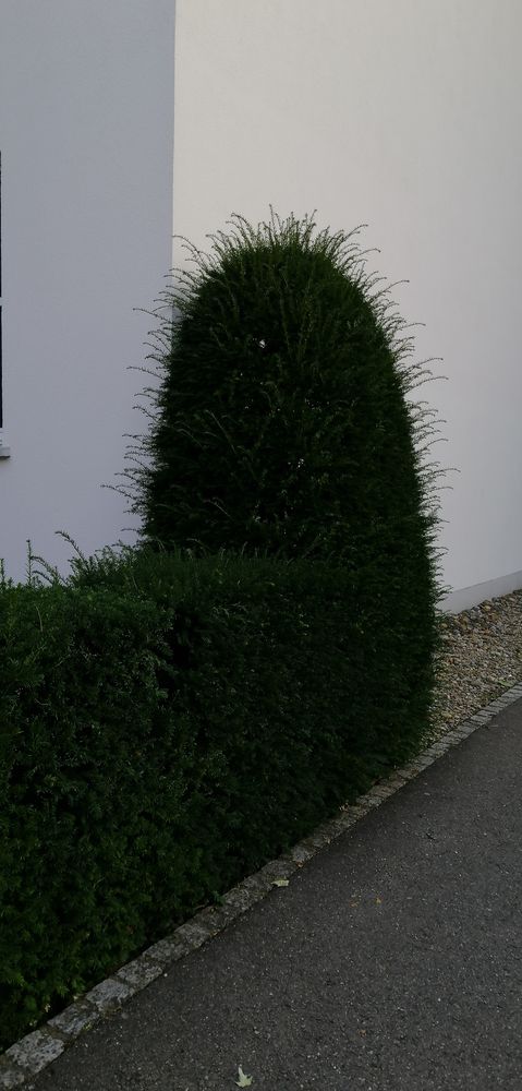 Hat den Coiffeur wieder mal nötig ;-)