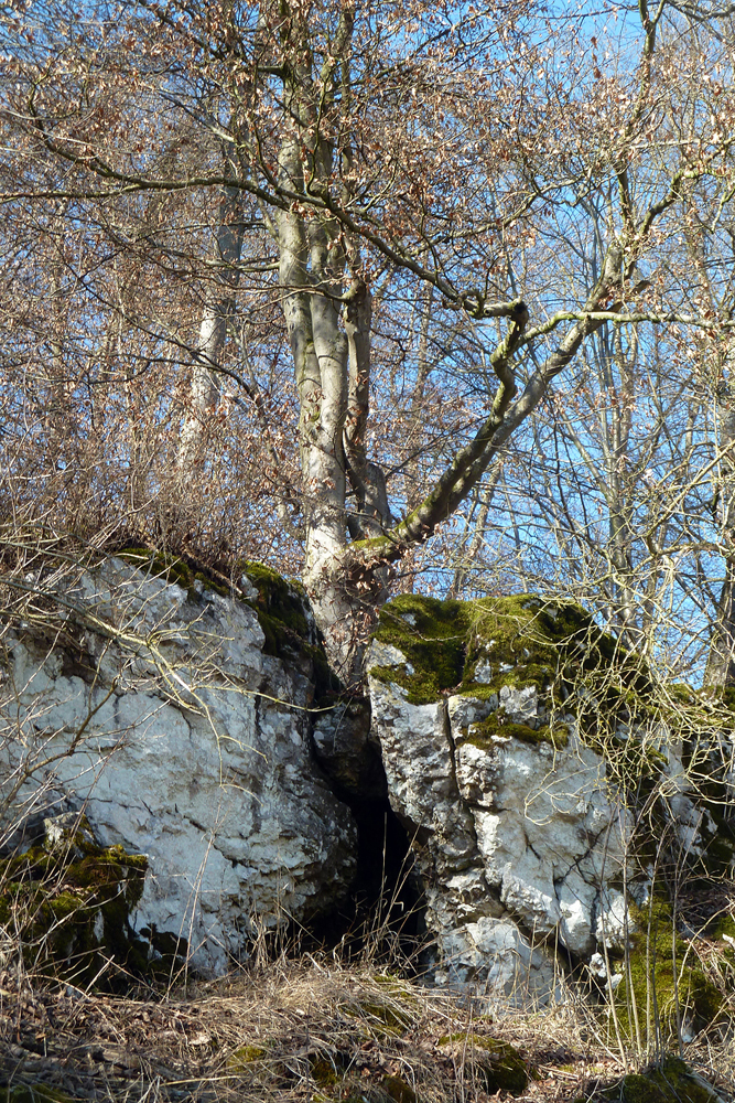 Hat der einstmals kleine Trieb der Buche, den Fels gespalten oder nicht........