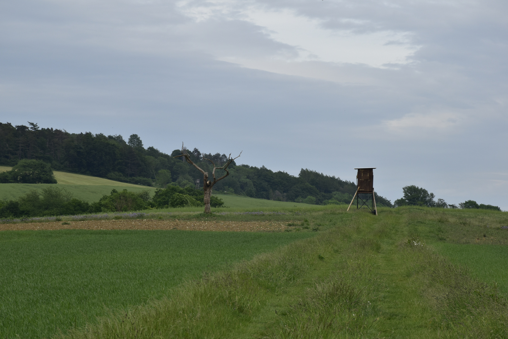 hat der Jäger den Baum erschossen ?   ;-) 