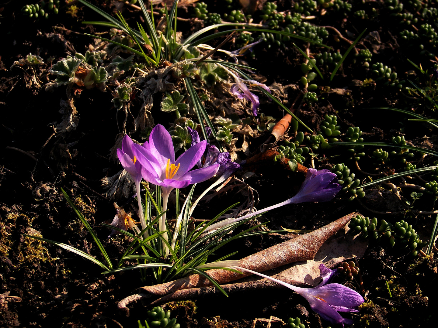 Hat der Krokus einen Knick...