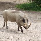 Hat der wirklich Ähnlichkeit mit mir?