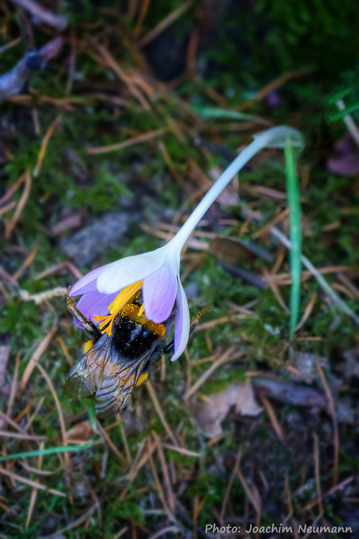 "HAT DIE BLÜTE EINEN KNICK, WAR DIE HUMMEL WOHL ZU DICK"