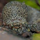 Hat die Tigerschnecke (Limax maximus) nicht schöne Augen? - Limace léopard (Limax maximus).