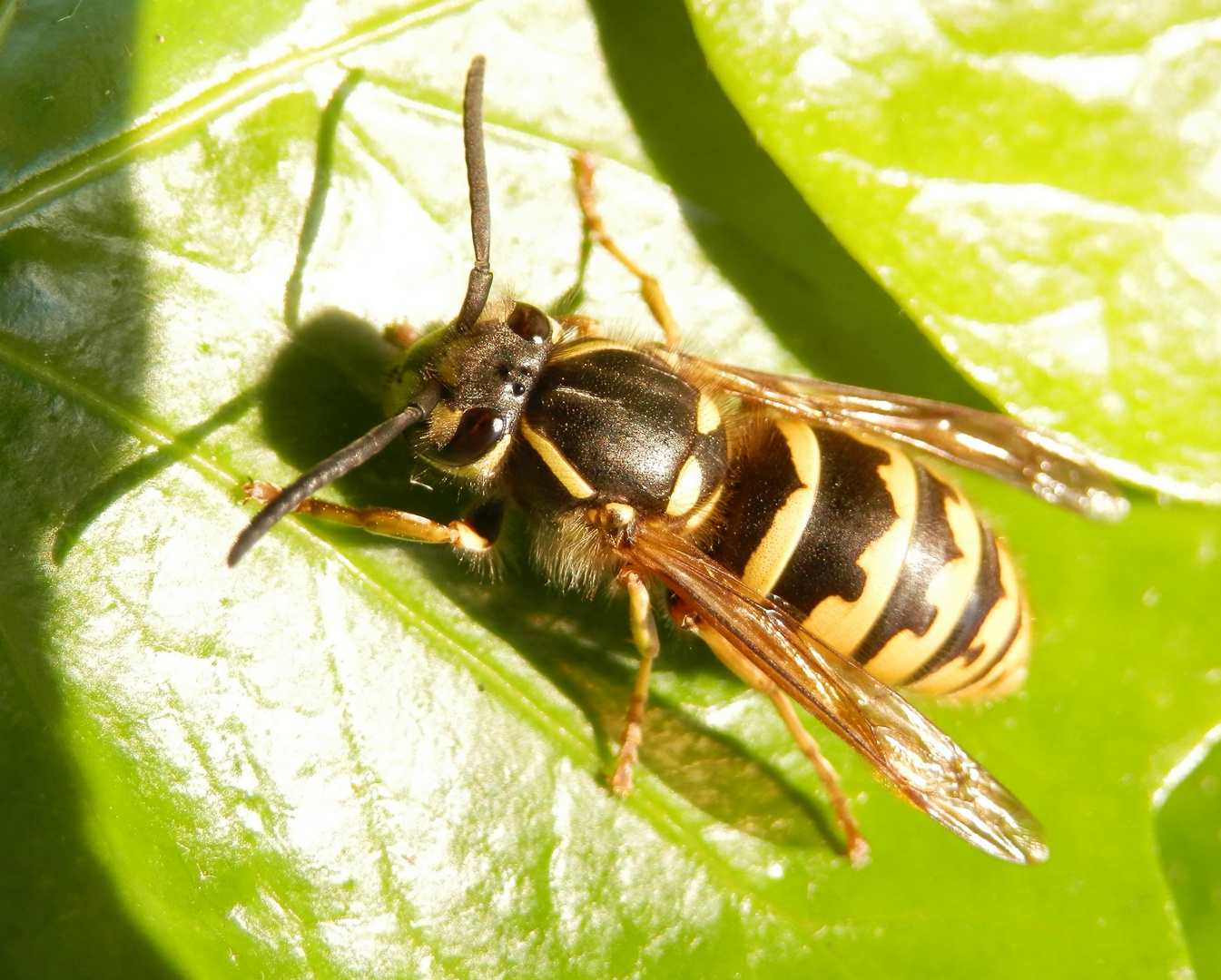 Hat diese Wespe nicht unvergleichliche Augen? Die Gemeine Wespe (Vespula vulgaris)