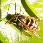 Hat diese Wespe nicht unvergleichliche Augen? Die Gemeine Wespe (Vespula vulgaris)