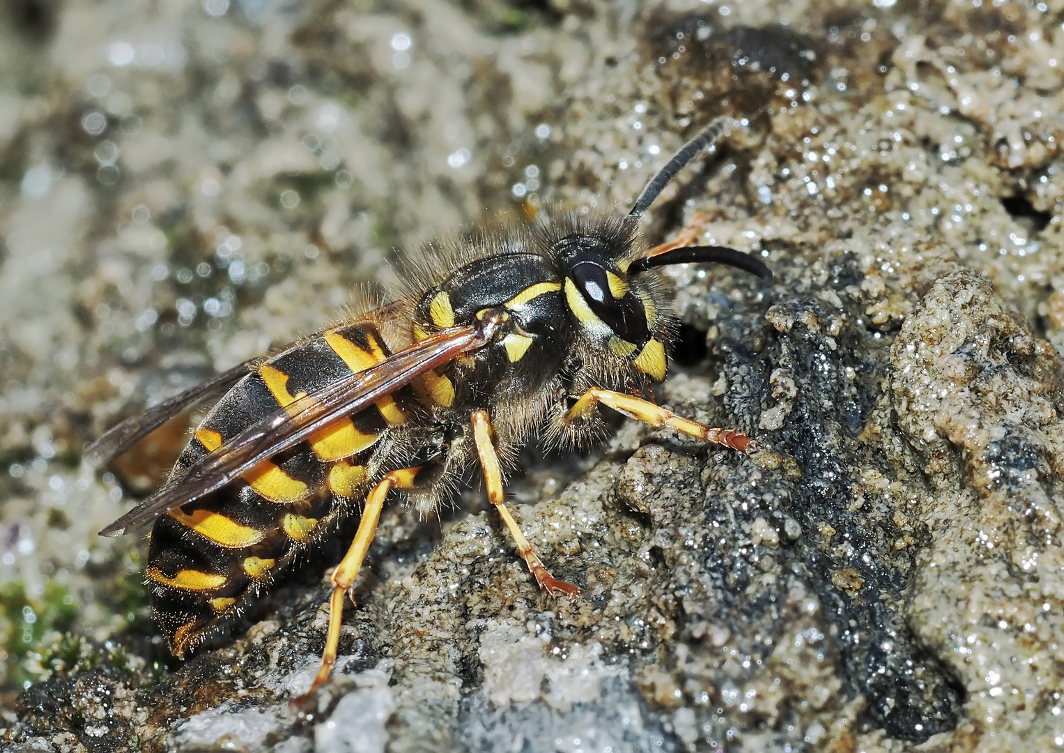 Hat diese Wespe wohl die Lehmnester (siehe nebenstehendes Foto) gebaut? - Une guêpe solitaire….