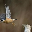 Hat doch noch geklappt - Abflug mit Haselnuss - Kleiber