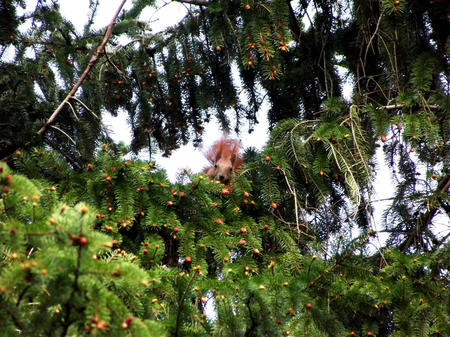 Hat du Hörnchen?