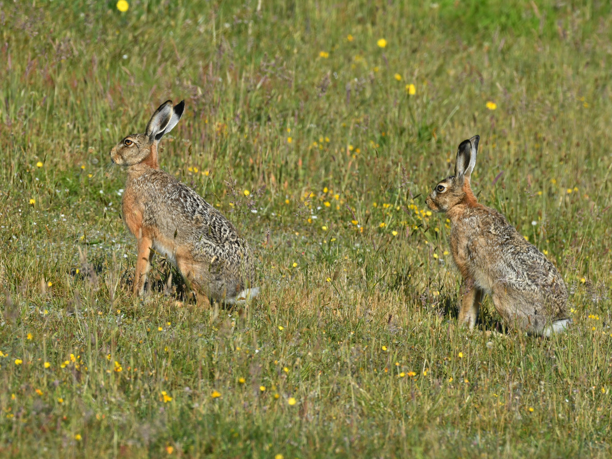 Hat Du Mörchen. Zwei Feldhasen wildlife