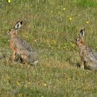 Hat Du Mörchen. Zwei Feldhasen wildlife