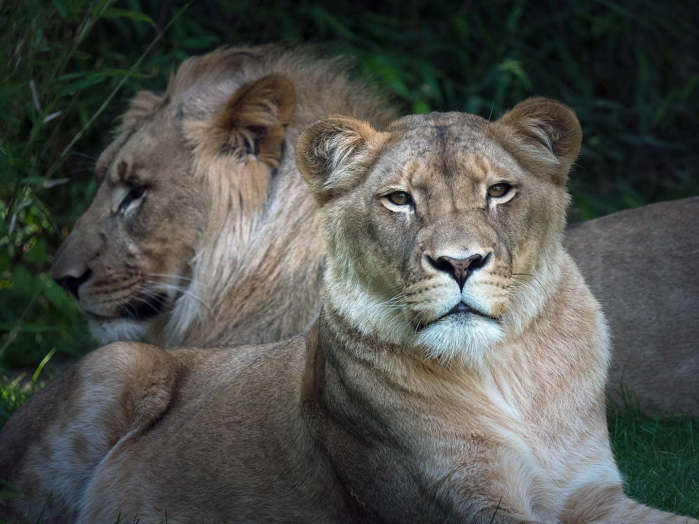 hat ER eine andere..... Foto & Bild tiere, zoo, wildpark & falknerei, säugetiere Bilder auf