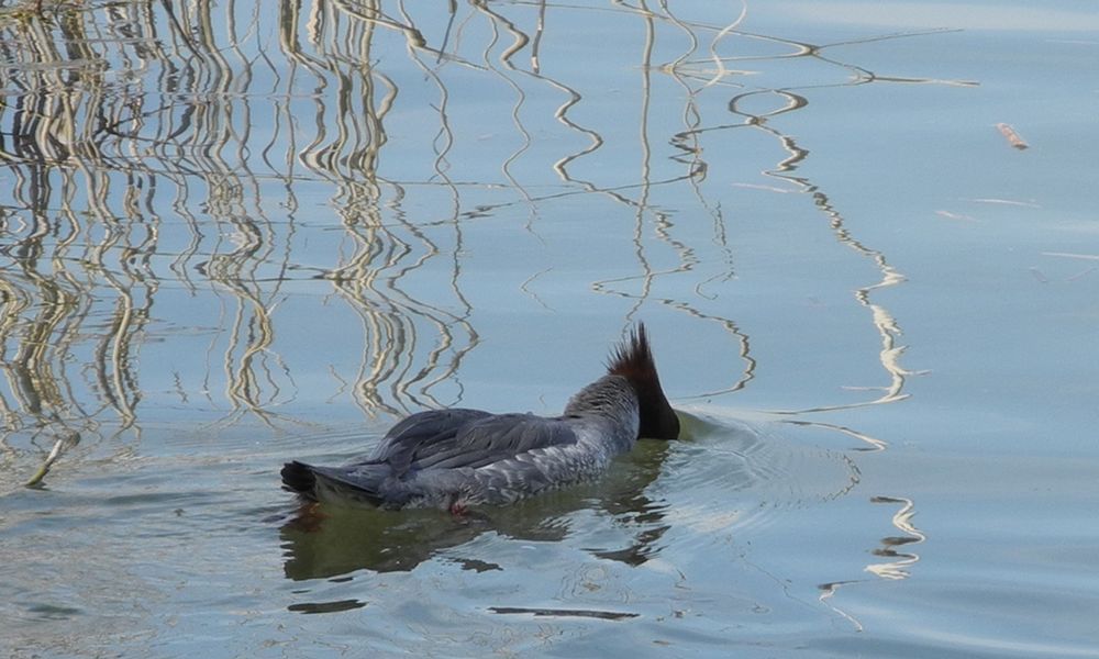 Hat es noch Fische im Murtensee?