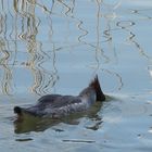 Hat es noch Fische im Murtensee?