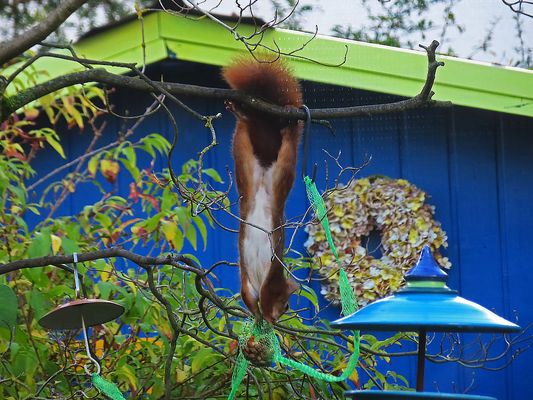 Hat es schon öfters gemacht...
