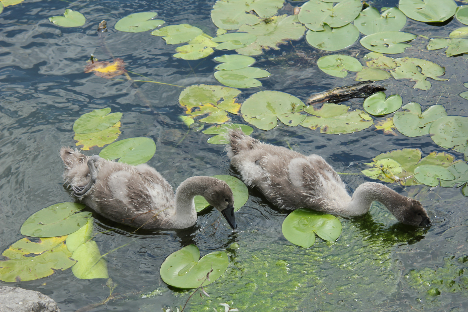 hat etwas von Monet