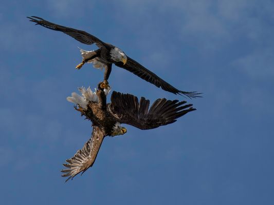 Hat ihn fest in den Krallen...