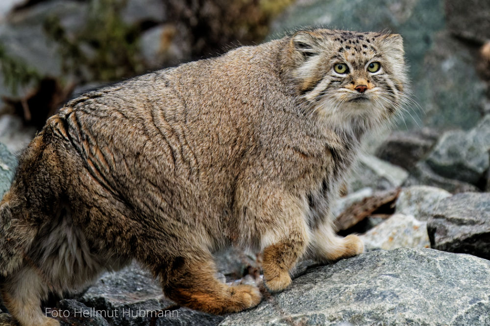 HAT JEMAND 18 PUMAS GESEHEN? 