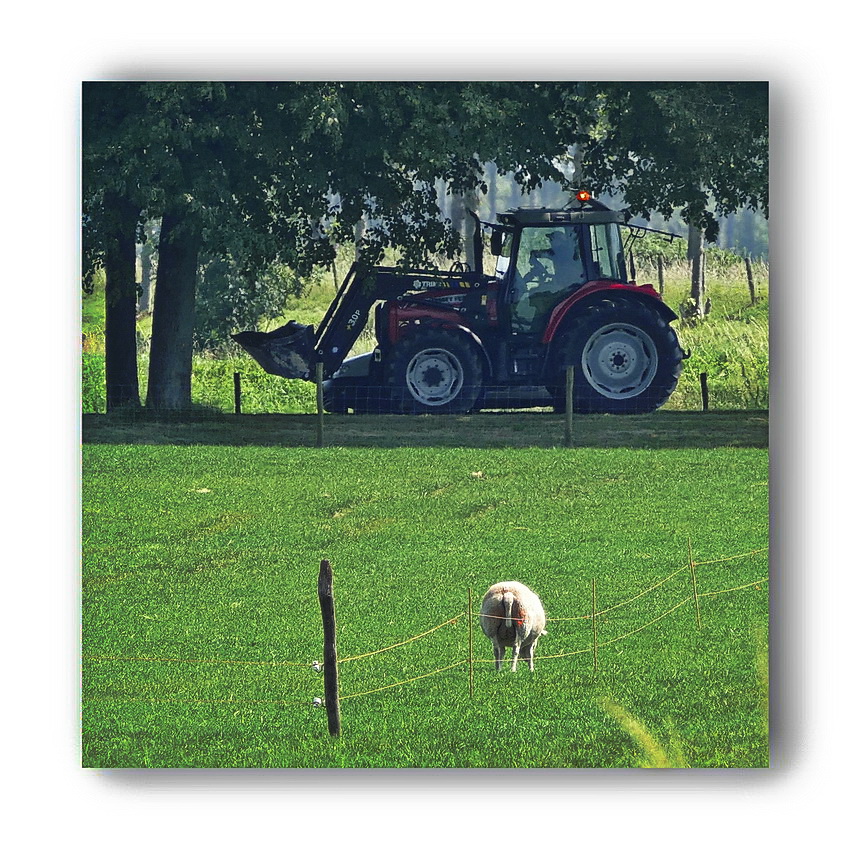 Hat jemand ein Schaf verloren?