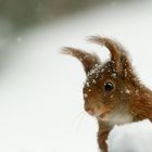 Hat jemand Frühling gesagt?