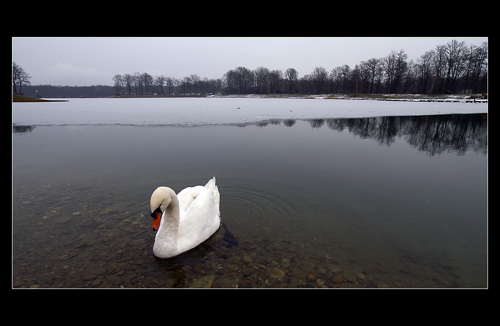 Hat jemand Herrn Lohengrin gesehen?