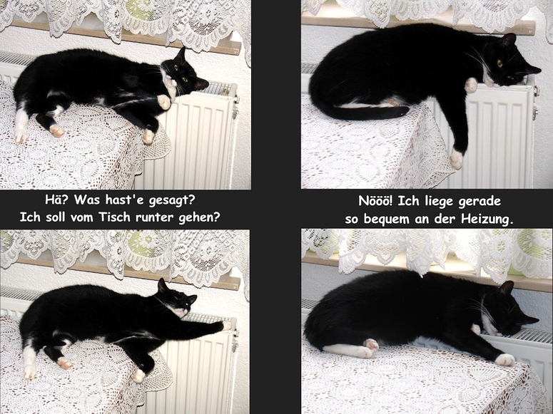 Hat Kater Micky etwa Liebeskummer?