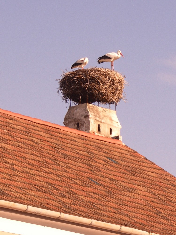 hat lange gedauert, bis sie kamen...