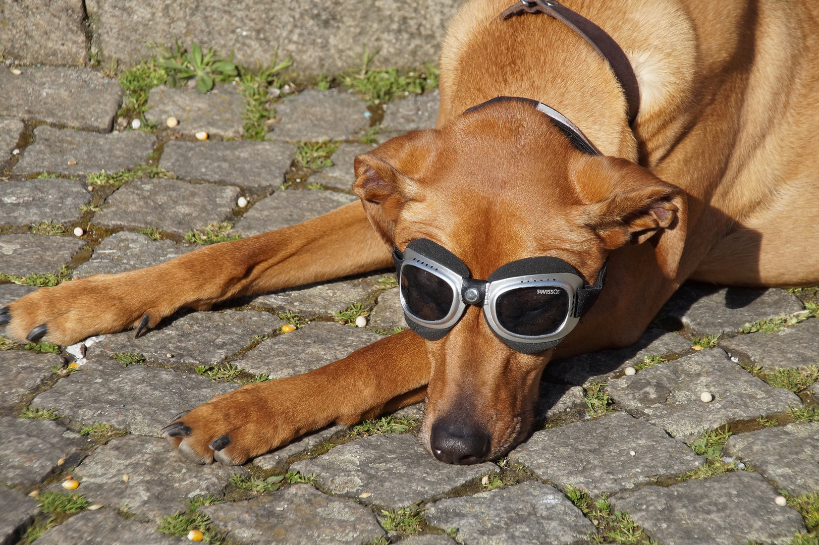 Hat mir mein Herrchen nicht eine schöne Sonnenbrille gekauft?