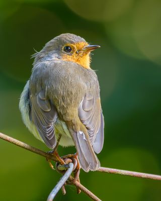Hat mir noch ein Blick geschenkt. 